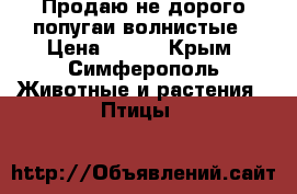 Продаю не дорого попугаи волнистые › Цена ­ 350 - Крым, Симферополь Животные и растения » Птицы   